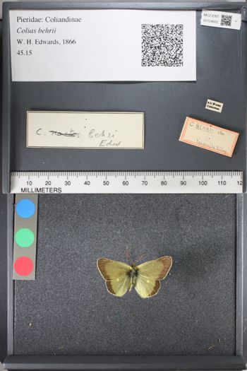 Media type: image;   Entomology 124603